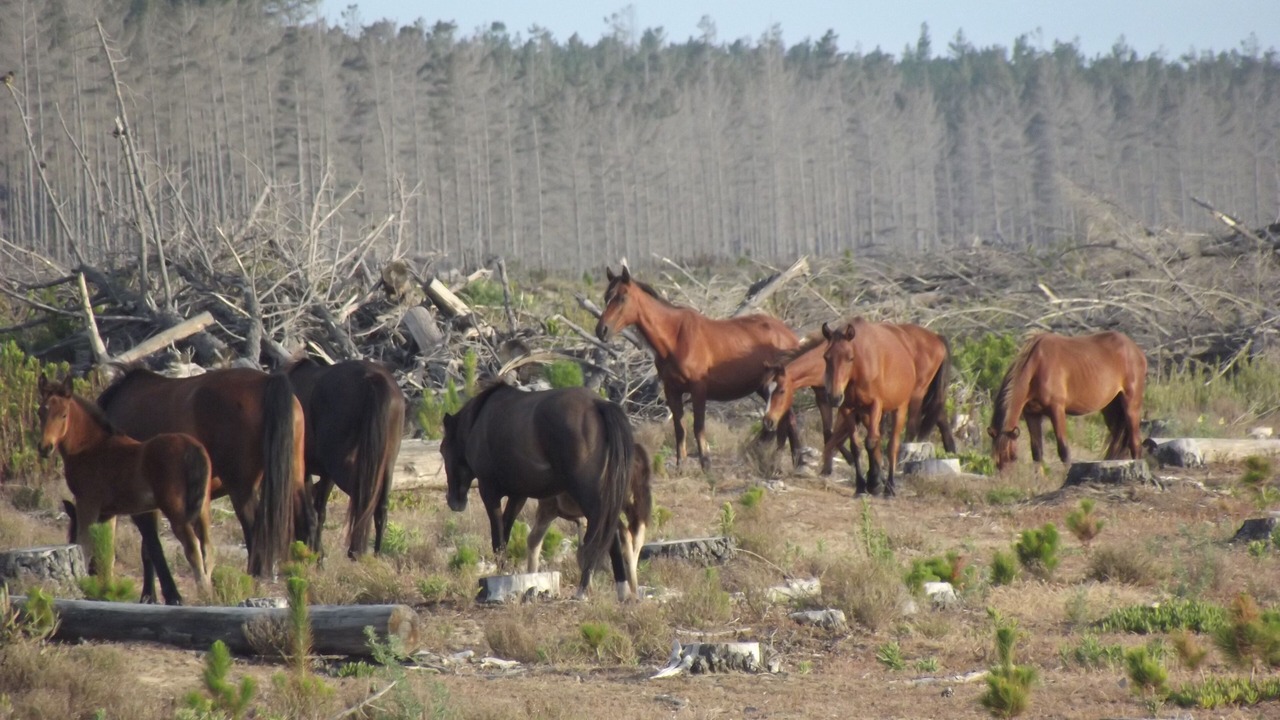 Photo of Outdoor in Houhora