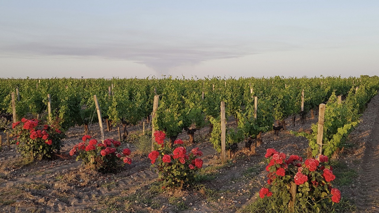 Photo of Outdoor in Margaux-Cantenac