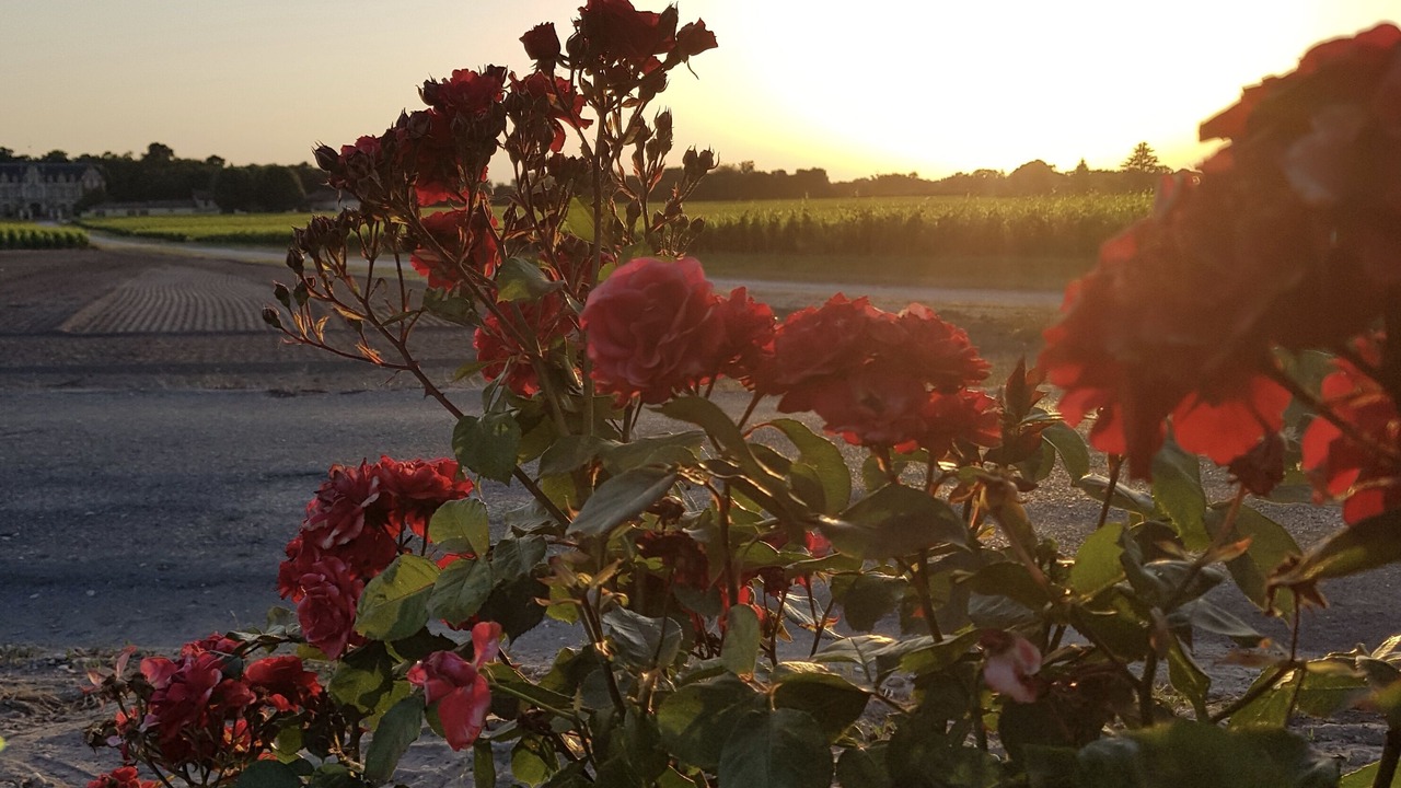 Photo of Outdoor in Margaux-Cantenac