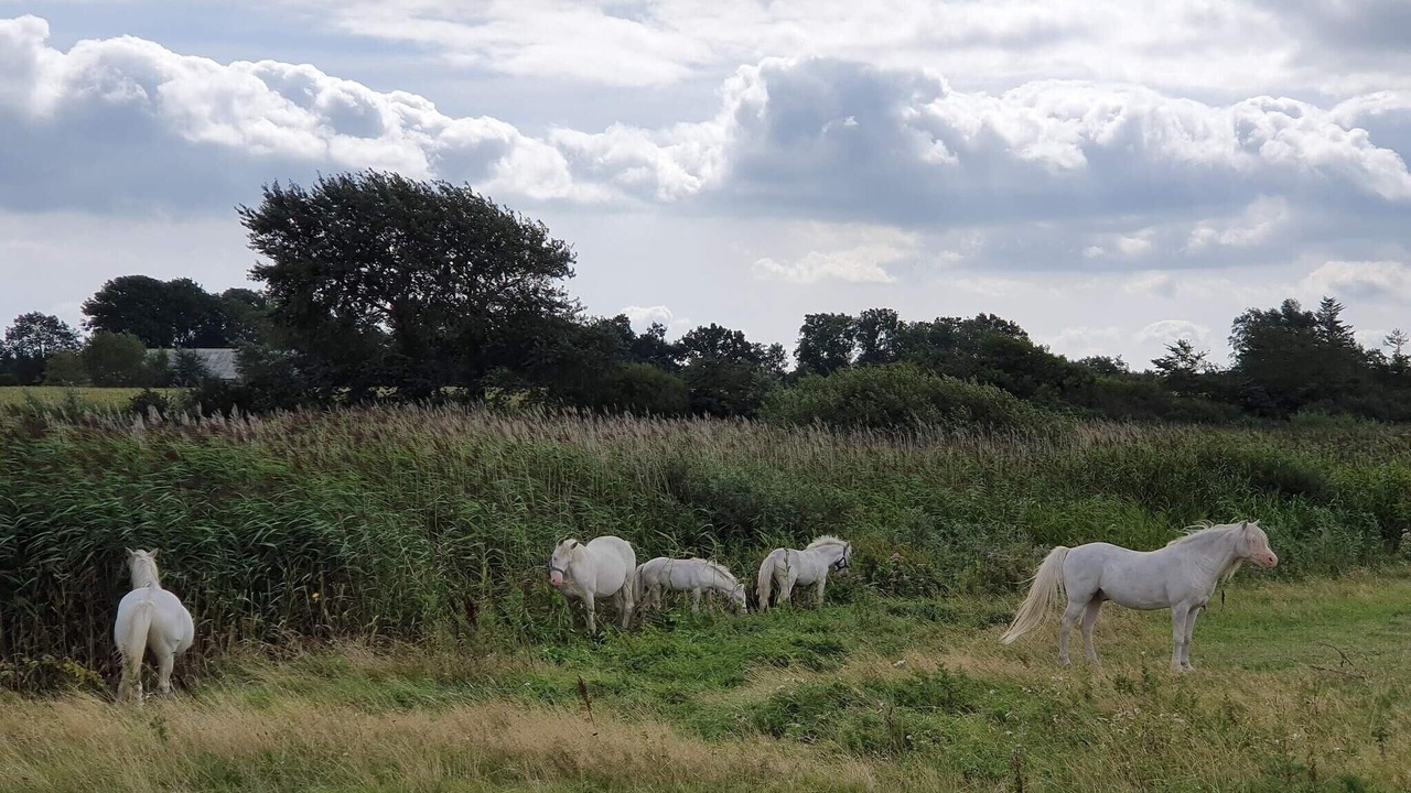 Photo of Others in Nordborg