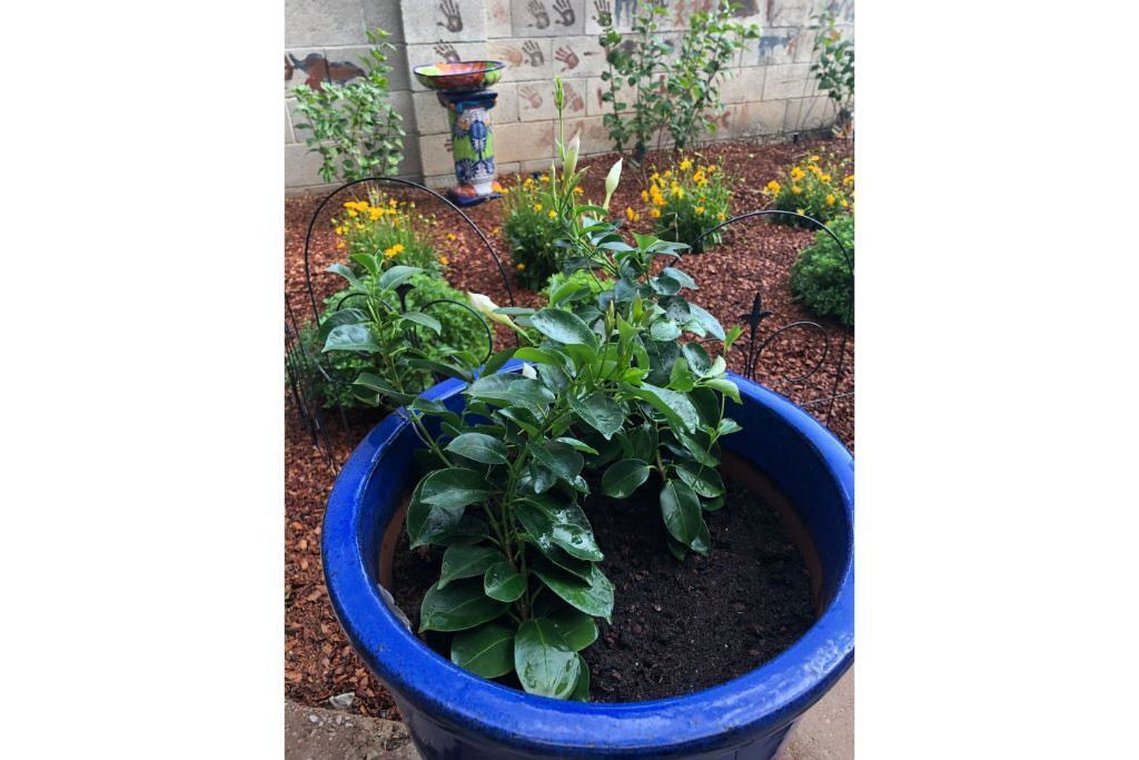 Photo of Outdoor in Taylor Ranch