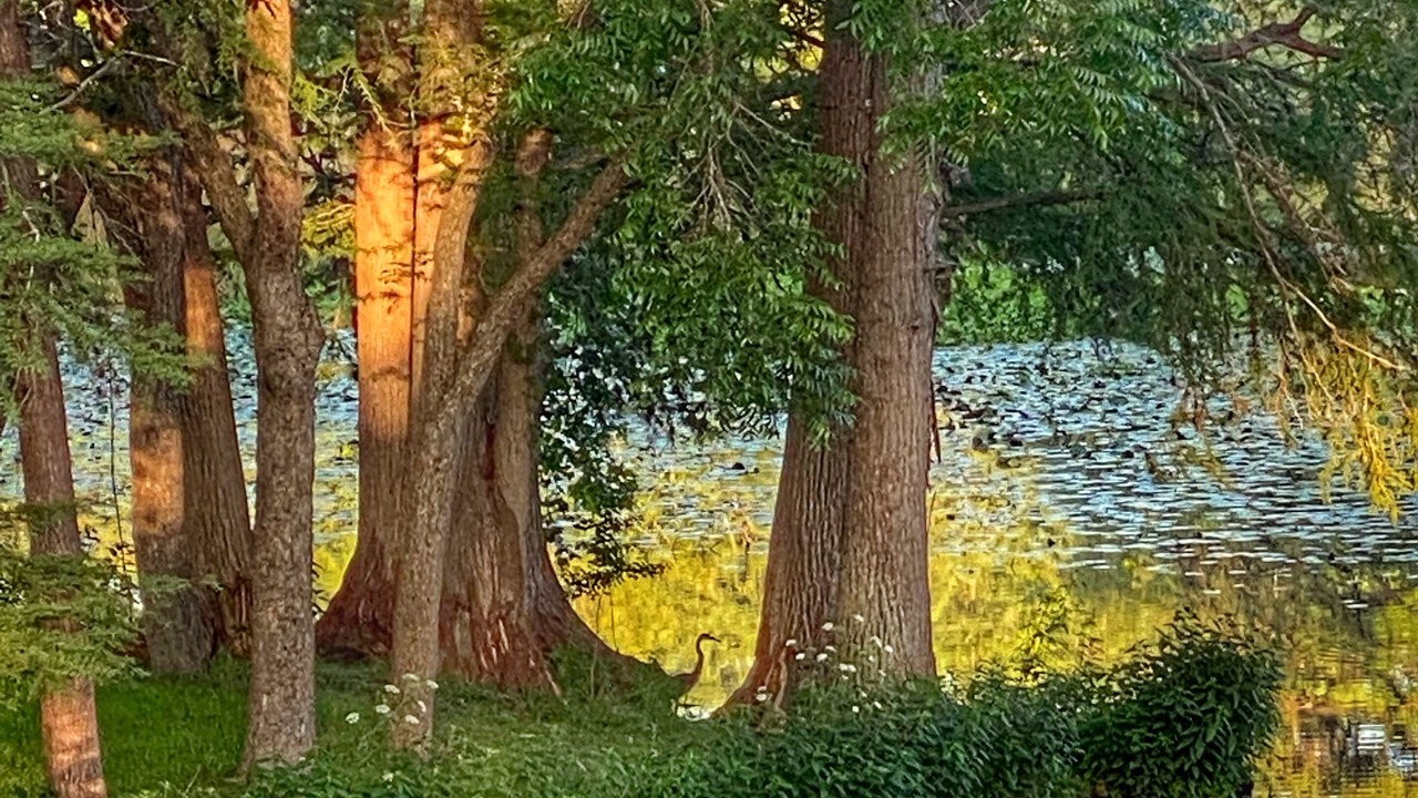 Photo of Outdoor in Seguin