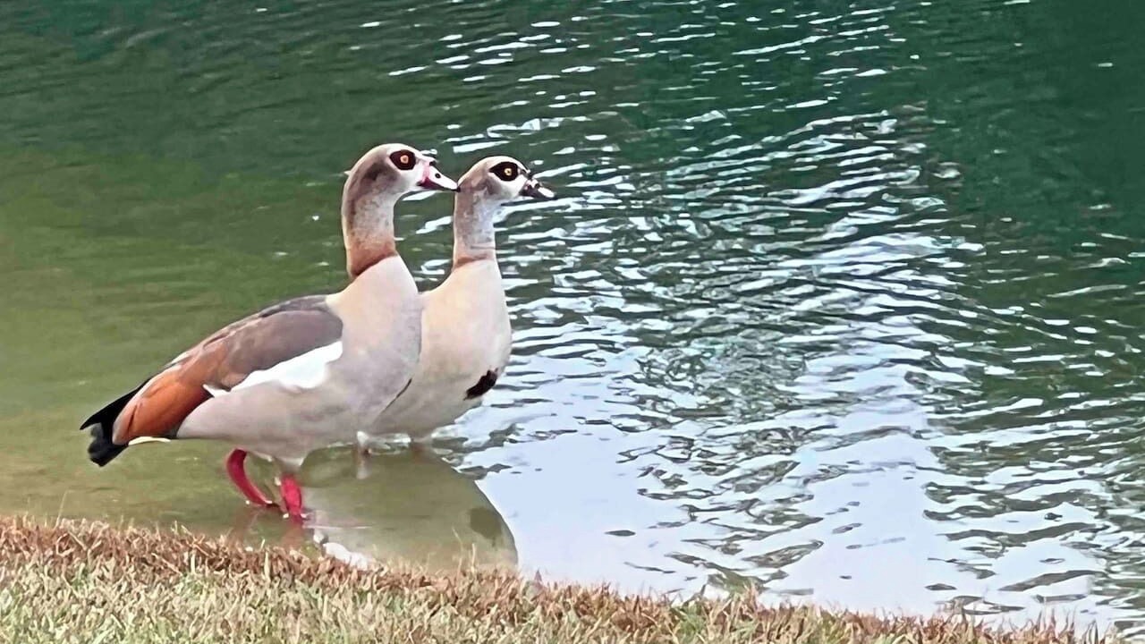 Photo of Outdoor in Conroe