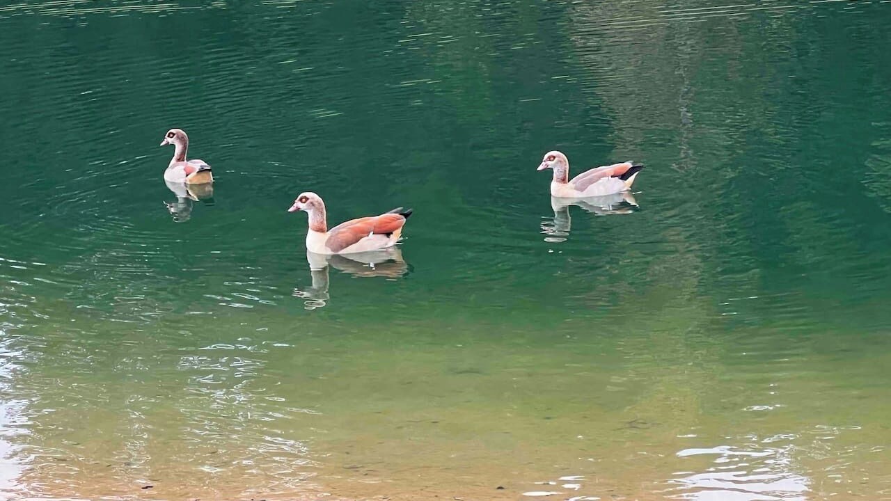 Photo of Outdoor in Conroe
