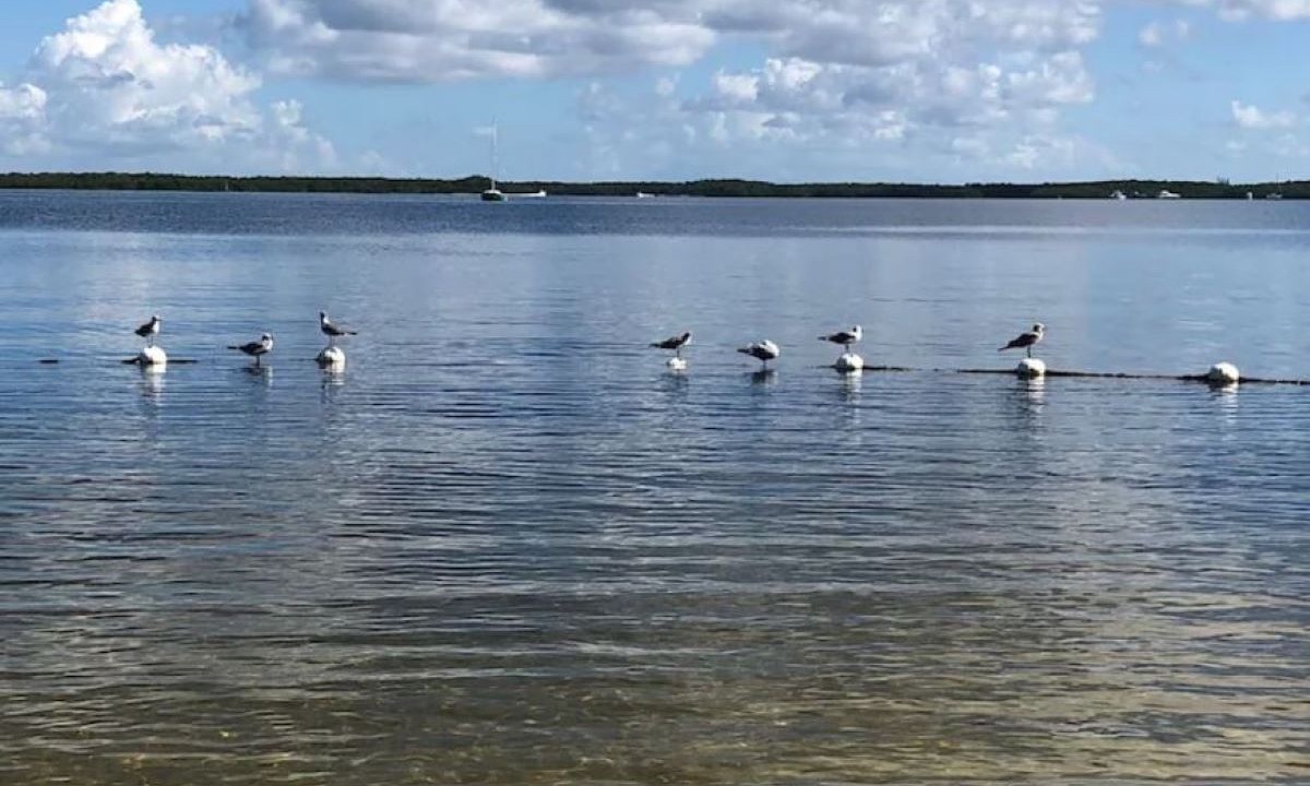 Photo of Others in Key Largo Village