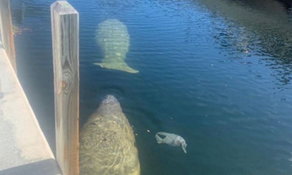 Photo of Others in Key Largo Village