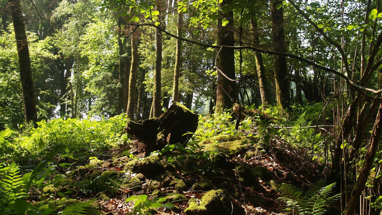 Photo of Outdoor in Harsault