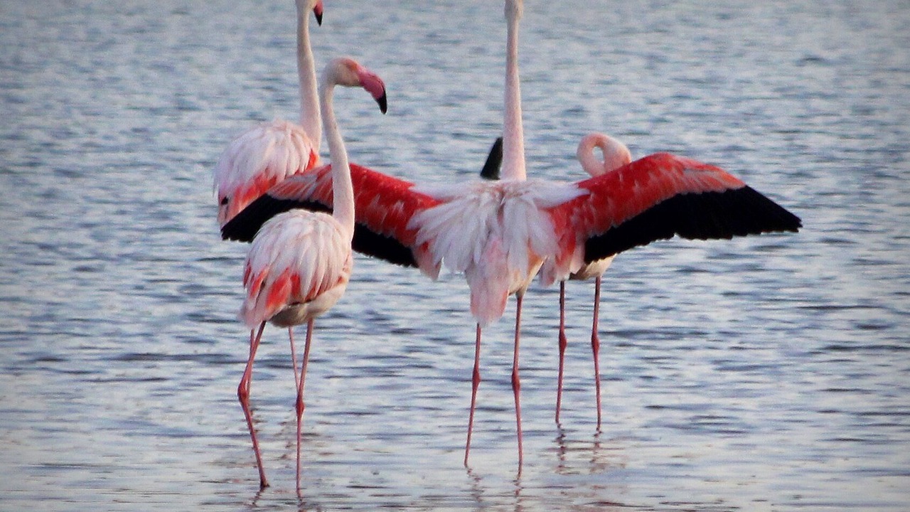 Photo of Others in Miramar