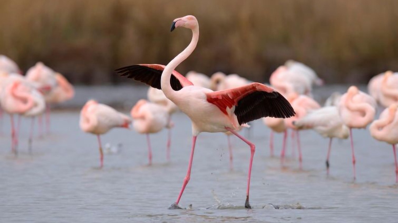 Photo of Others in Le Grau-Du-Roi