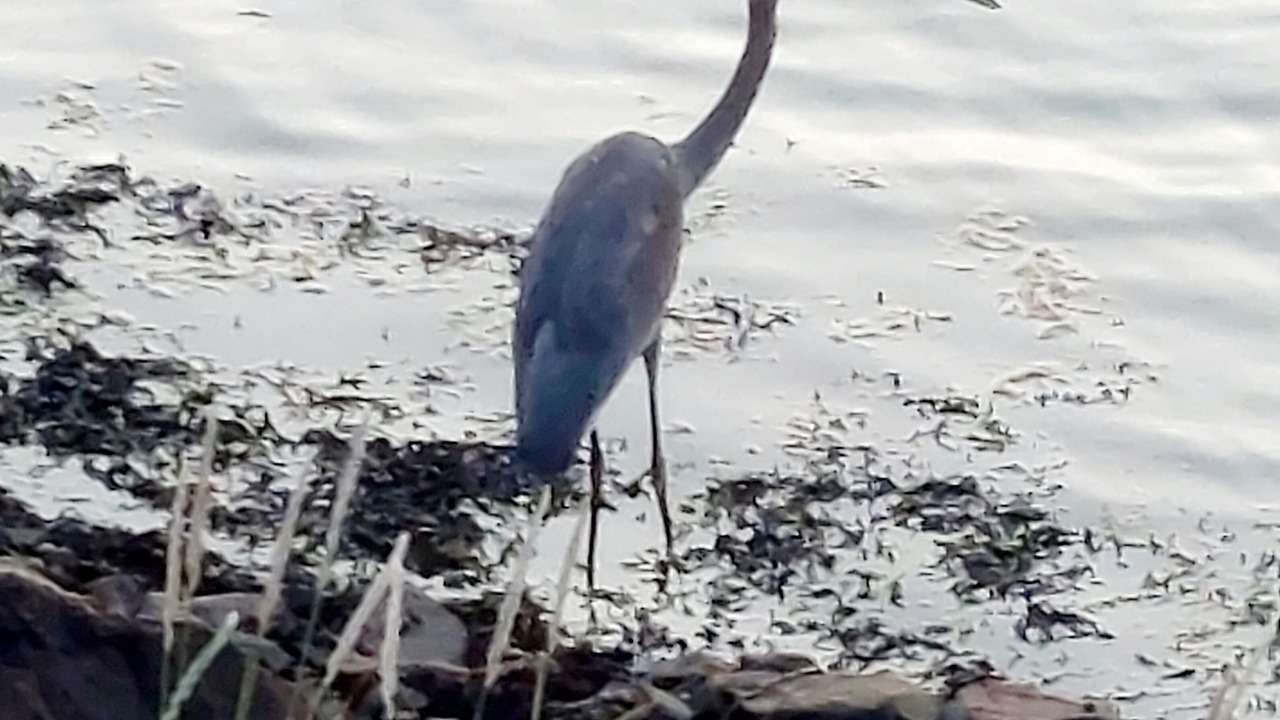 Photo of Others in Cheticamp