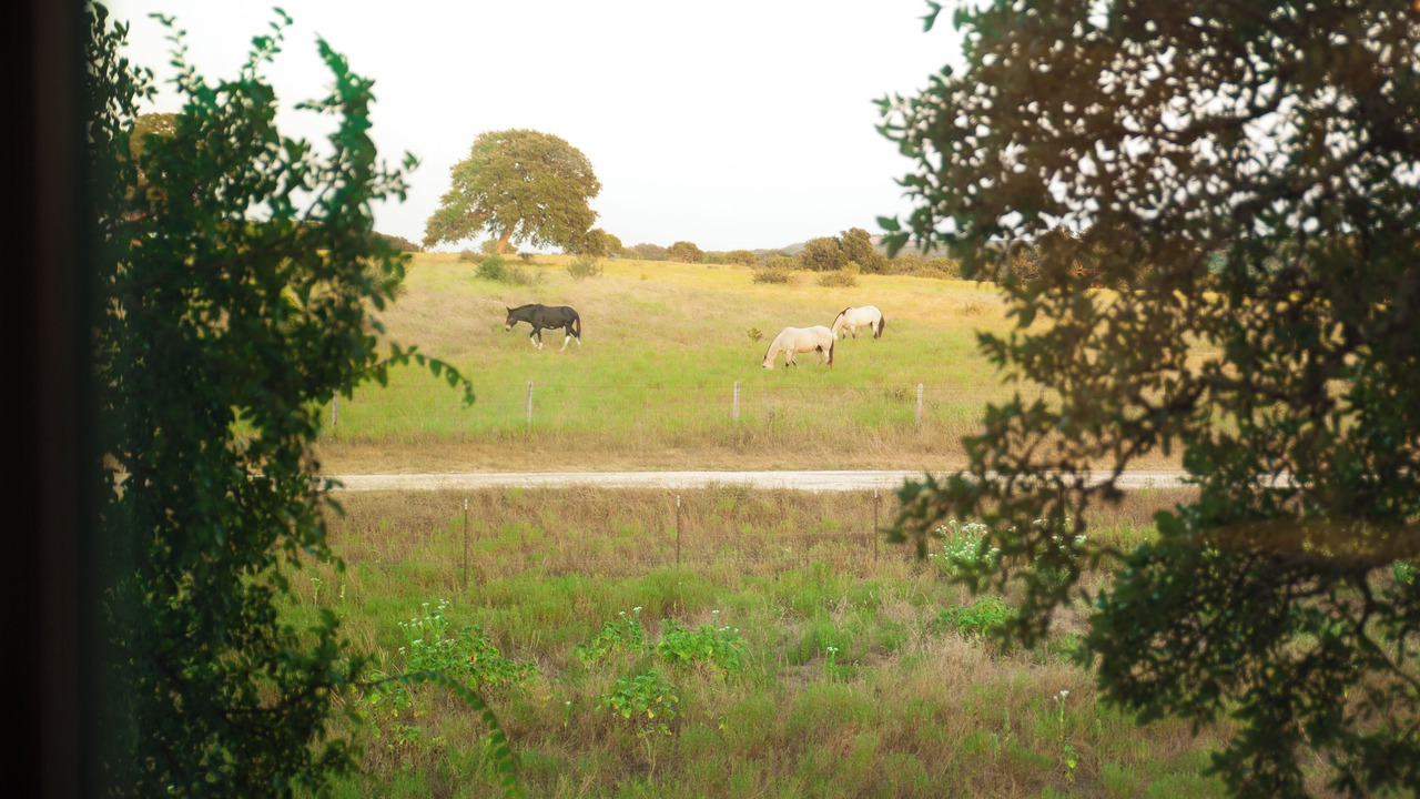 Photo of Others in Dripping Springs