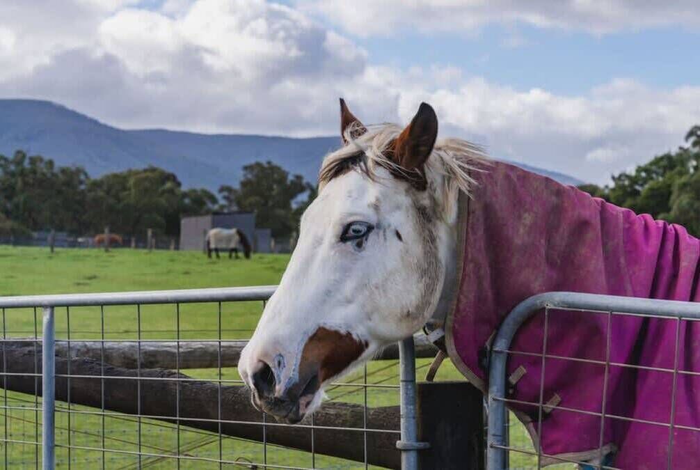 Photo of Others in Yarra Junction
