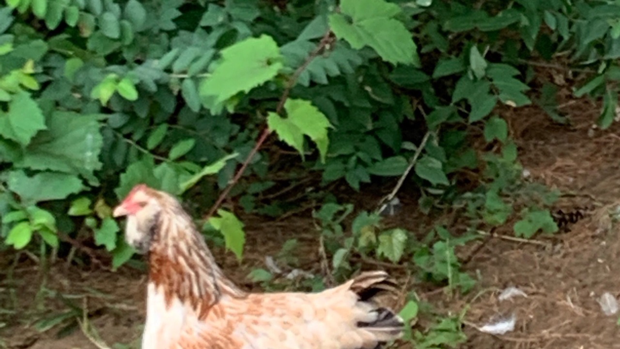 Photo of Others in St. Johnsbury