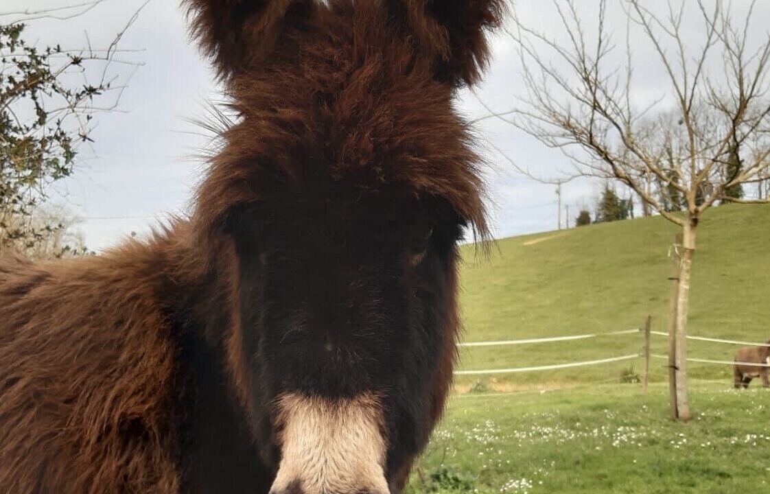 Photo of Others in Brassempouy