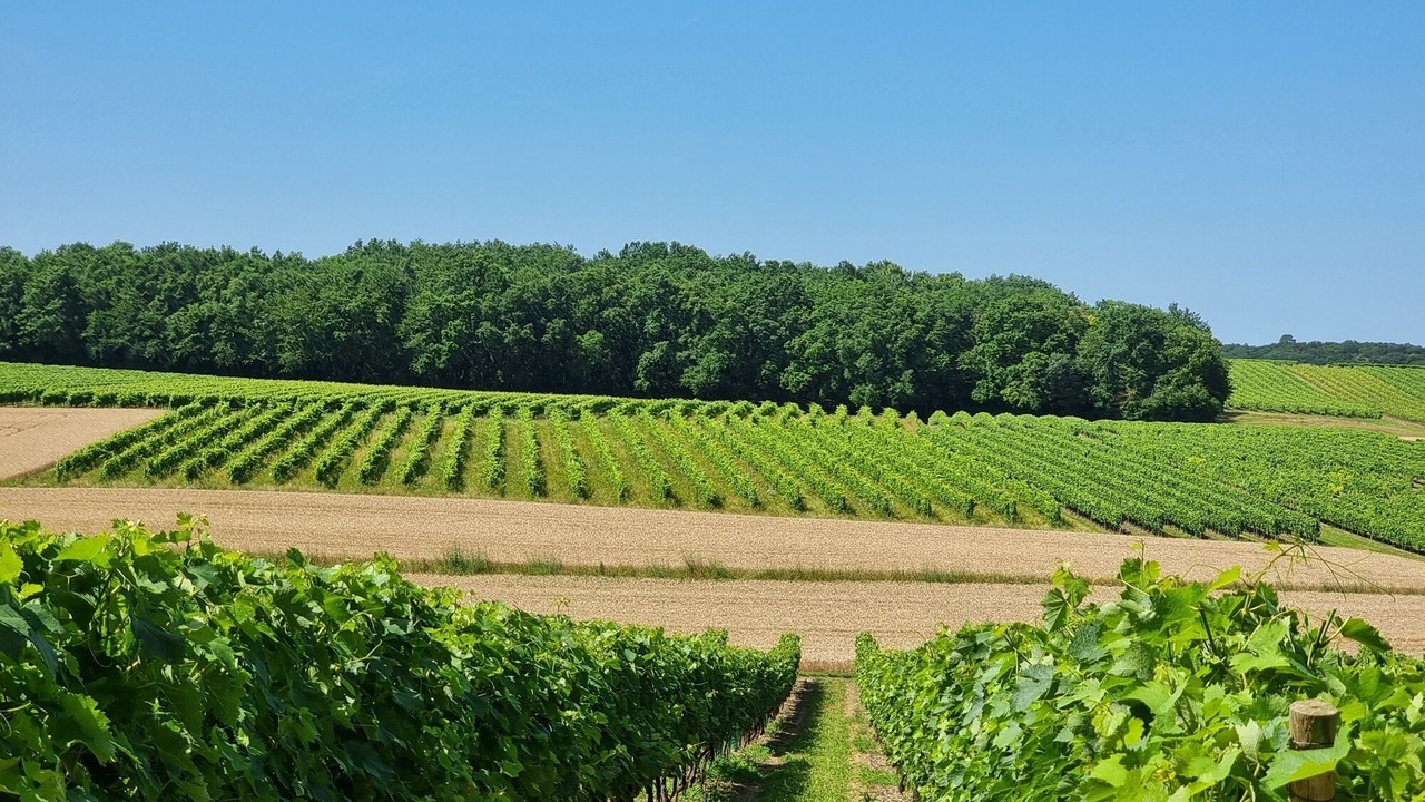 Photo of Outdoor in Roullet-Saint-Estephe