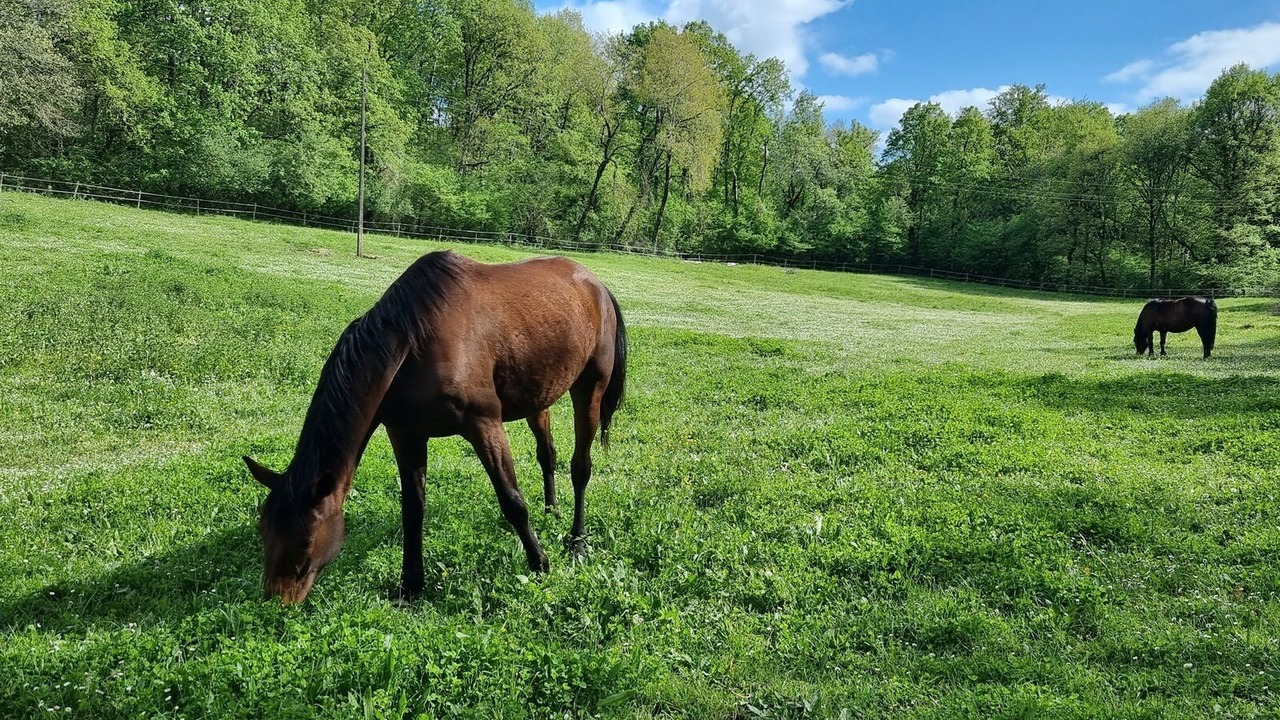 Photo of Outdoor in Roullet-Saint-Estephe