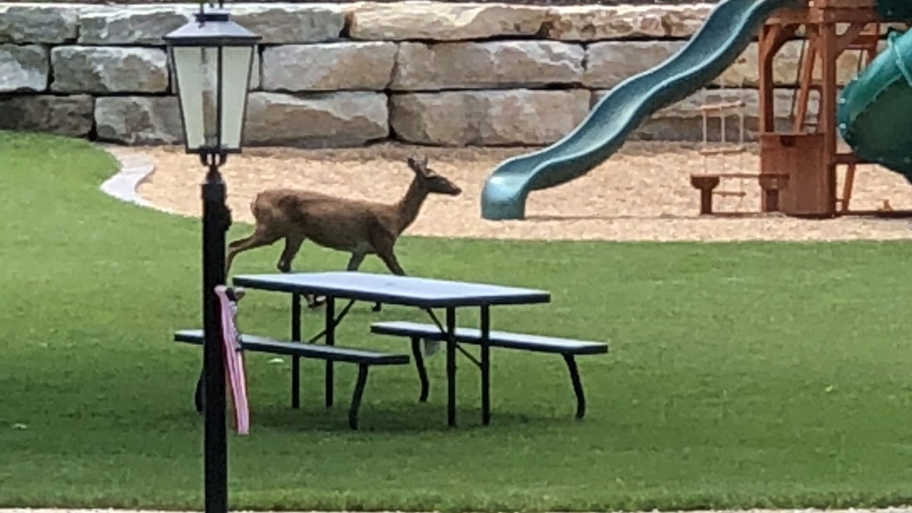 Photo of Outdoor in Branson