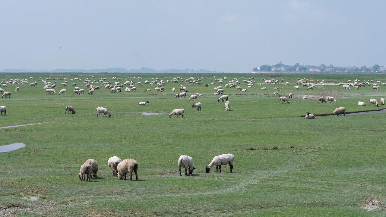 Photo of Others in Le Crotoy