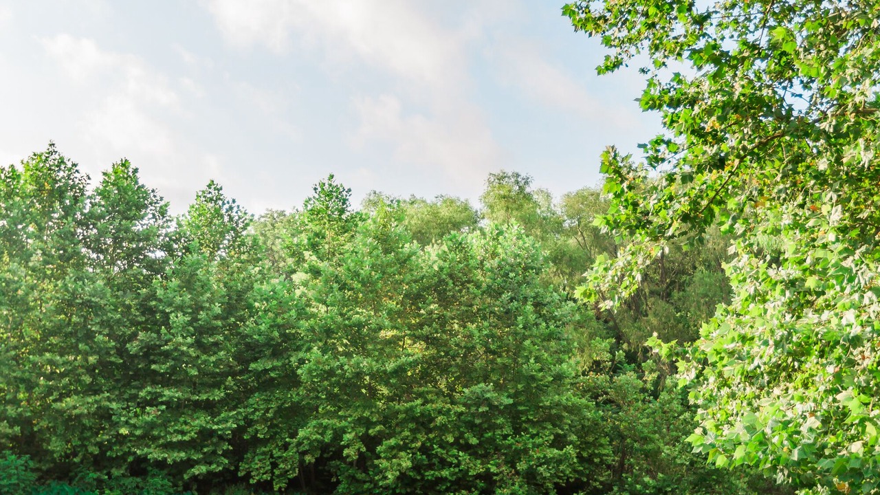 Photo of Outdoor in Fentress