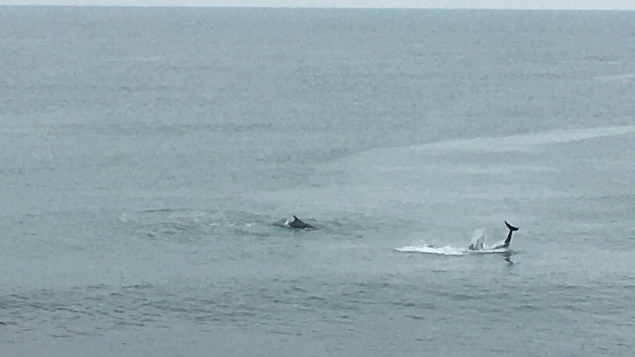 Photo of Others in Lossiemouth