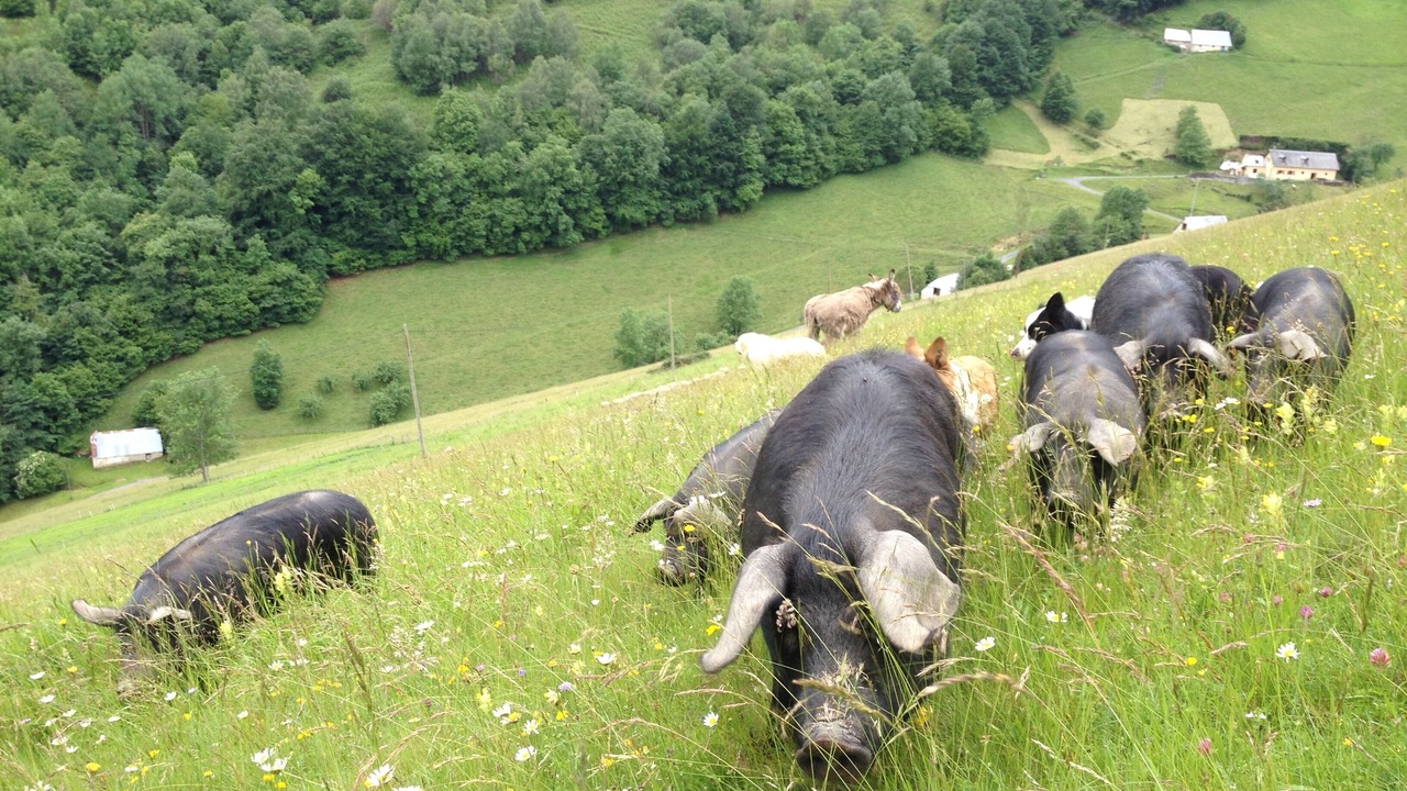 Photo of Others in Bagneres-de-Bigorre