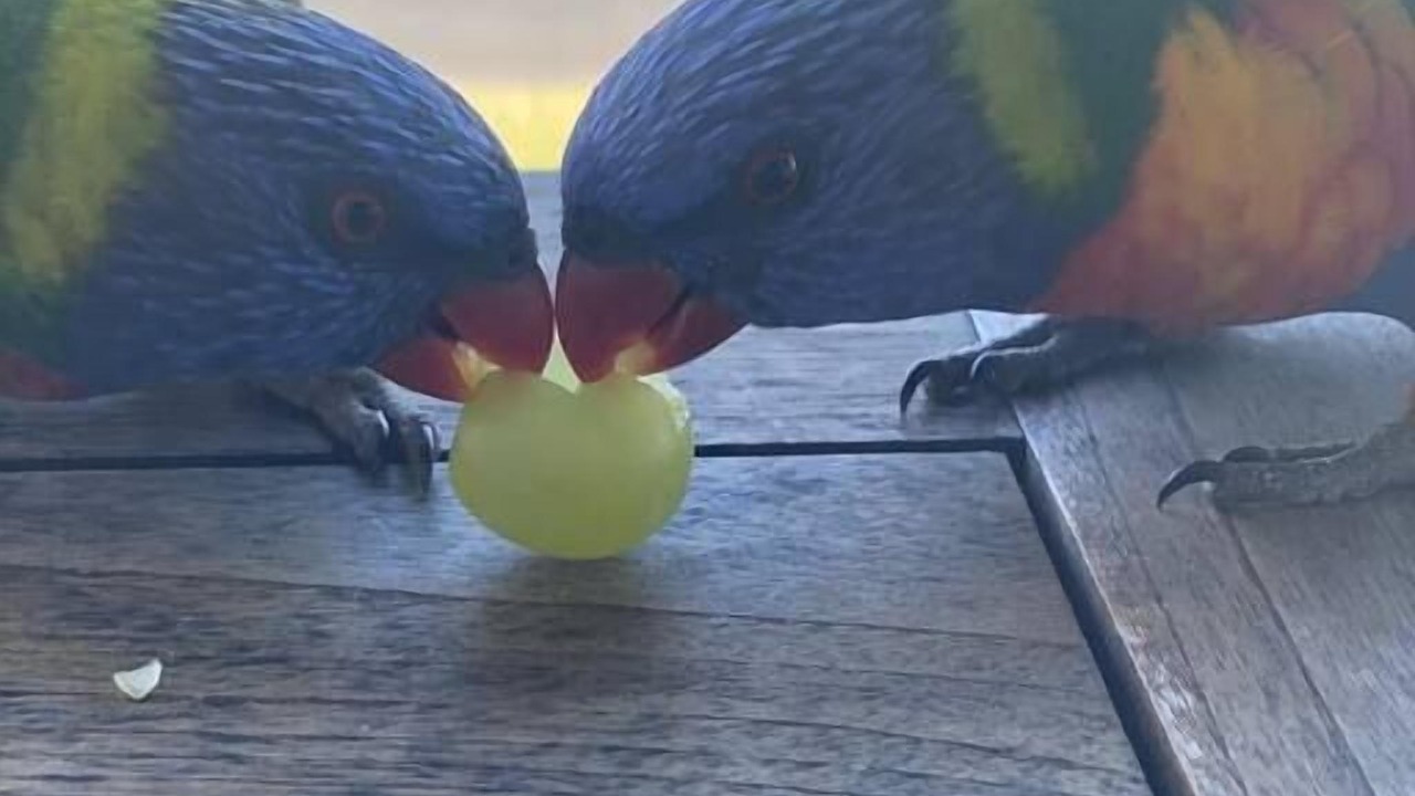 Photo of Others in Dolphin Point