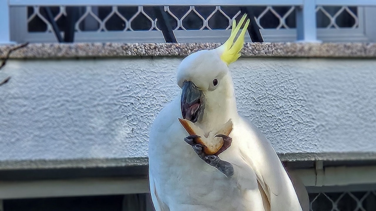 Photo of Outdoor in Copacabana