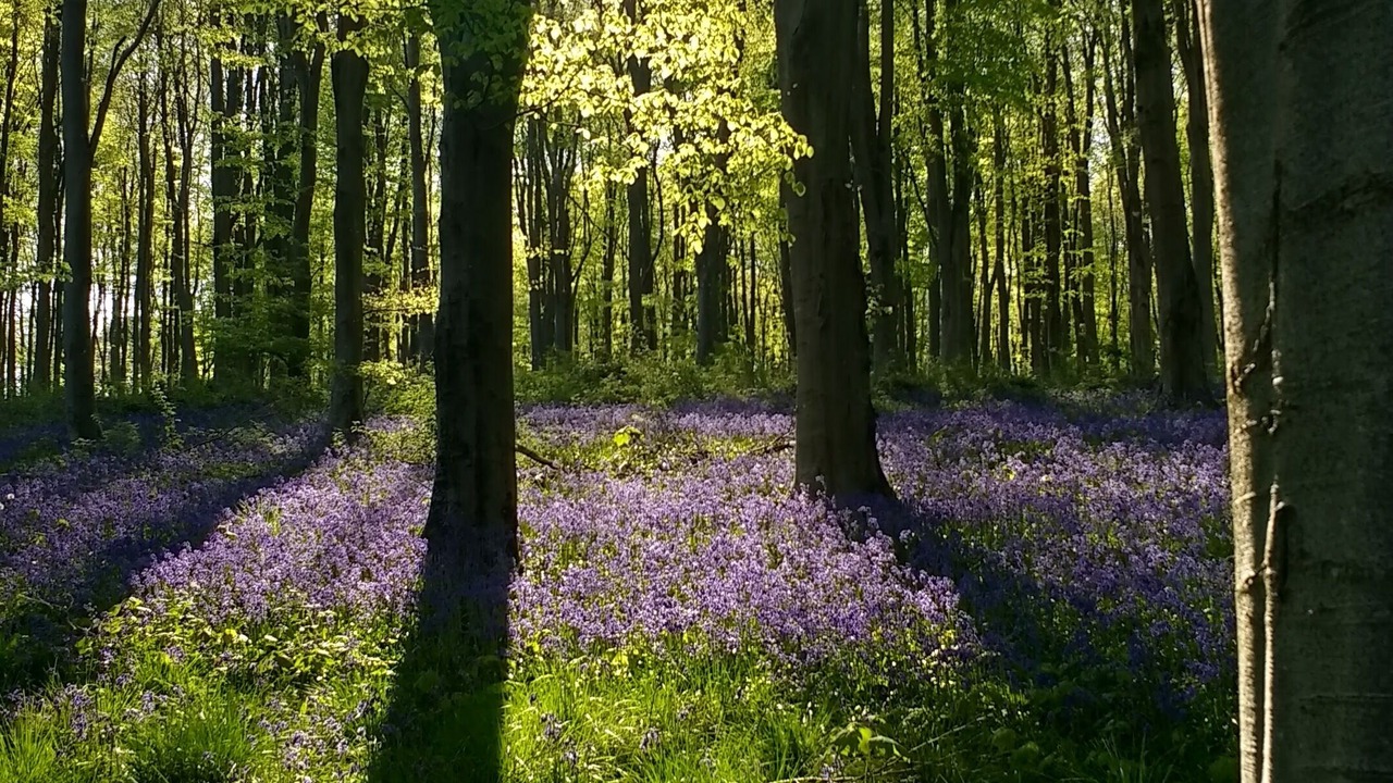 Photo of Others in Alton Barnes