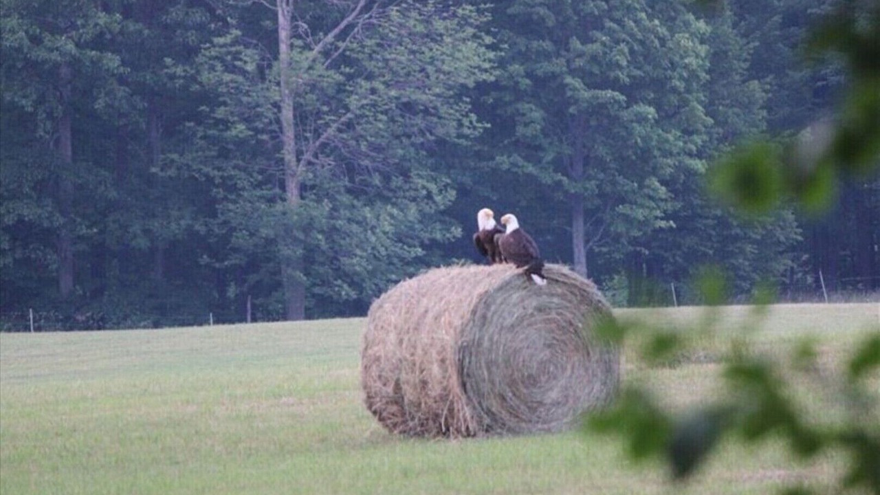 Photo of Others in Herron