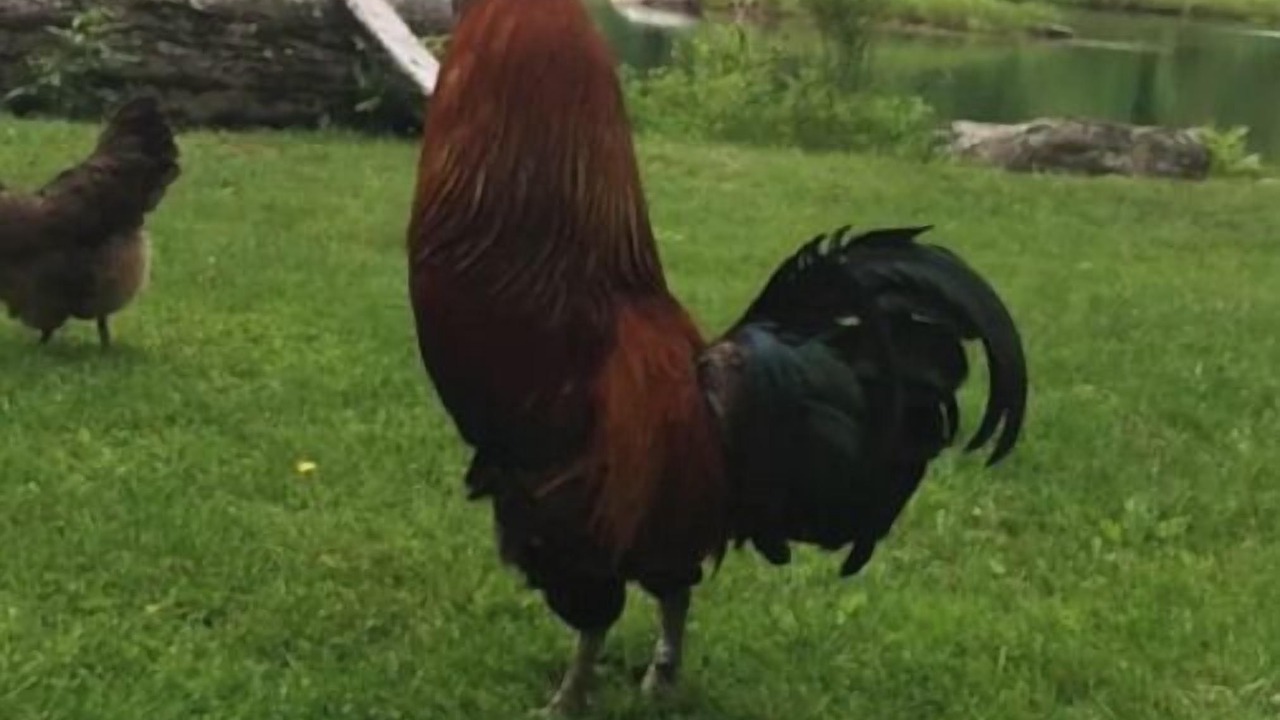 Photo of Outdoor in West Kill