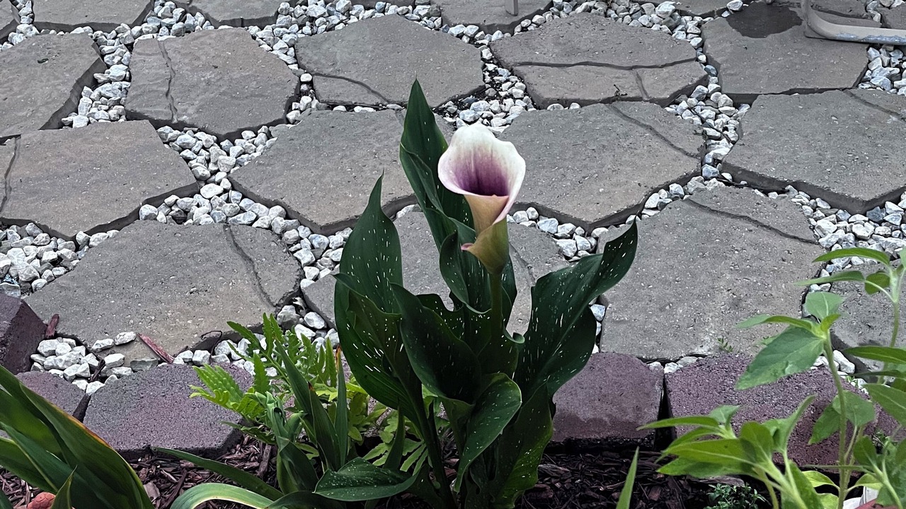 Photo of Outdoor in Brookline