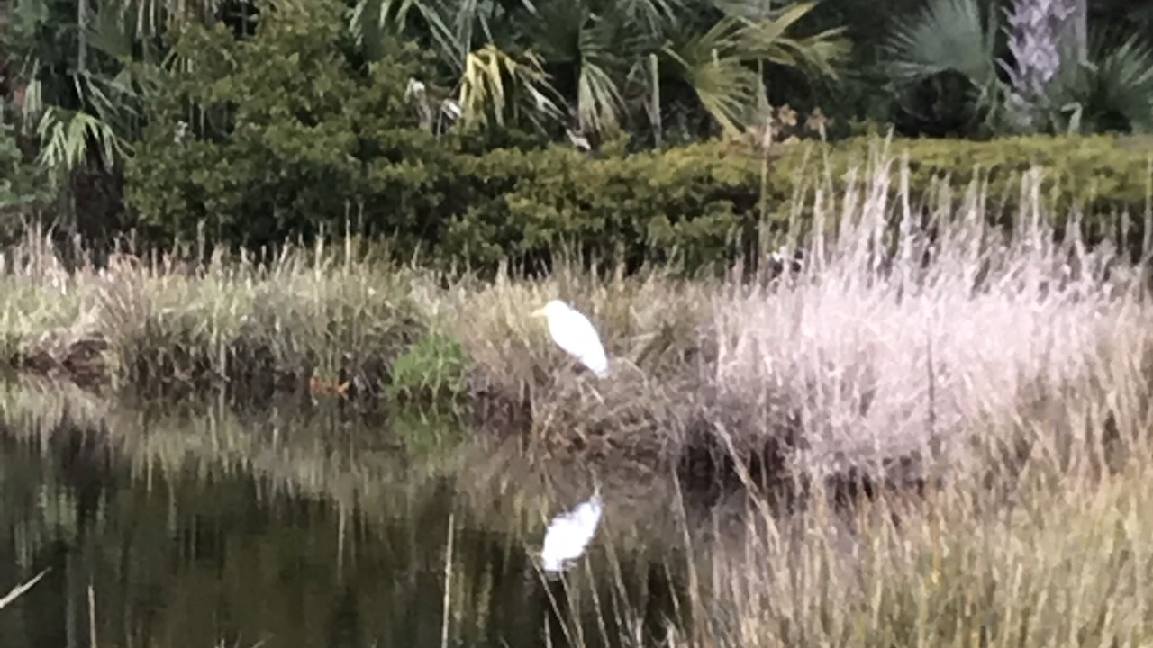 Photo of Others in Kiawah Island
