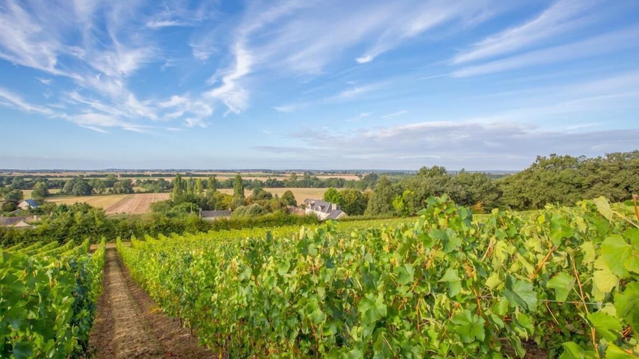 Photo of Others in Concourson-sur-Layon