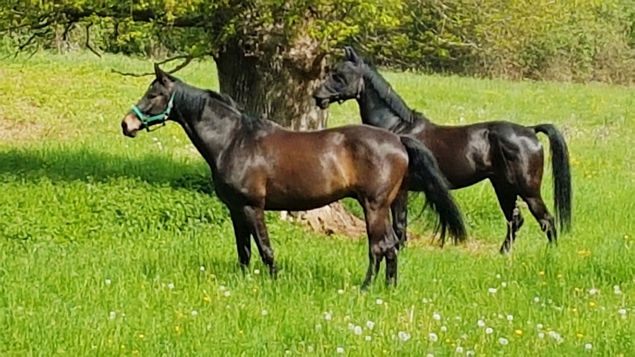 Photo of Outdoor in La Perche