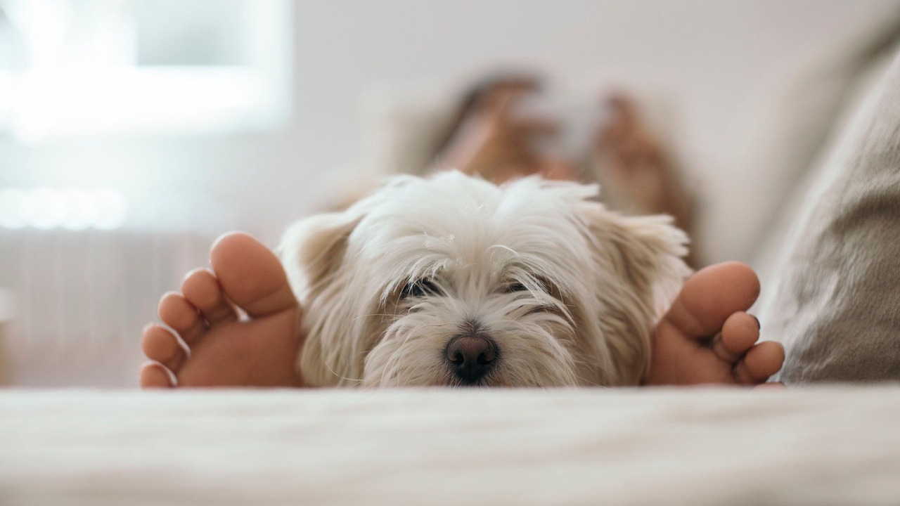 Photo of Others in Midtown Anchorage