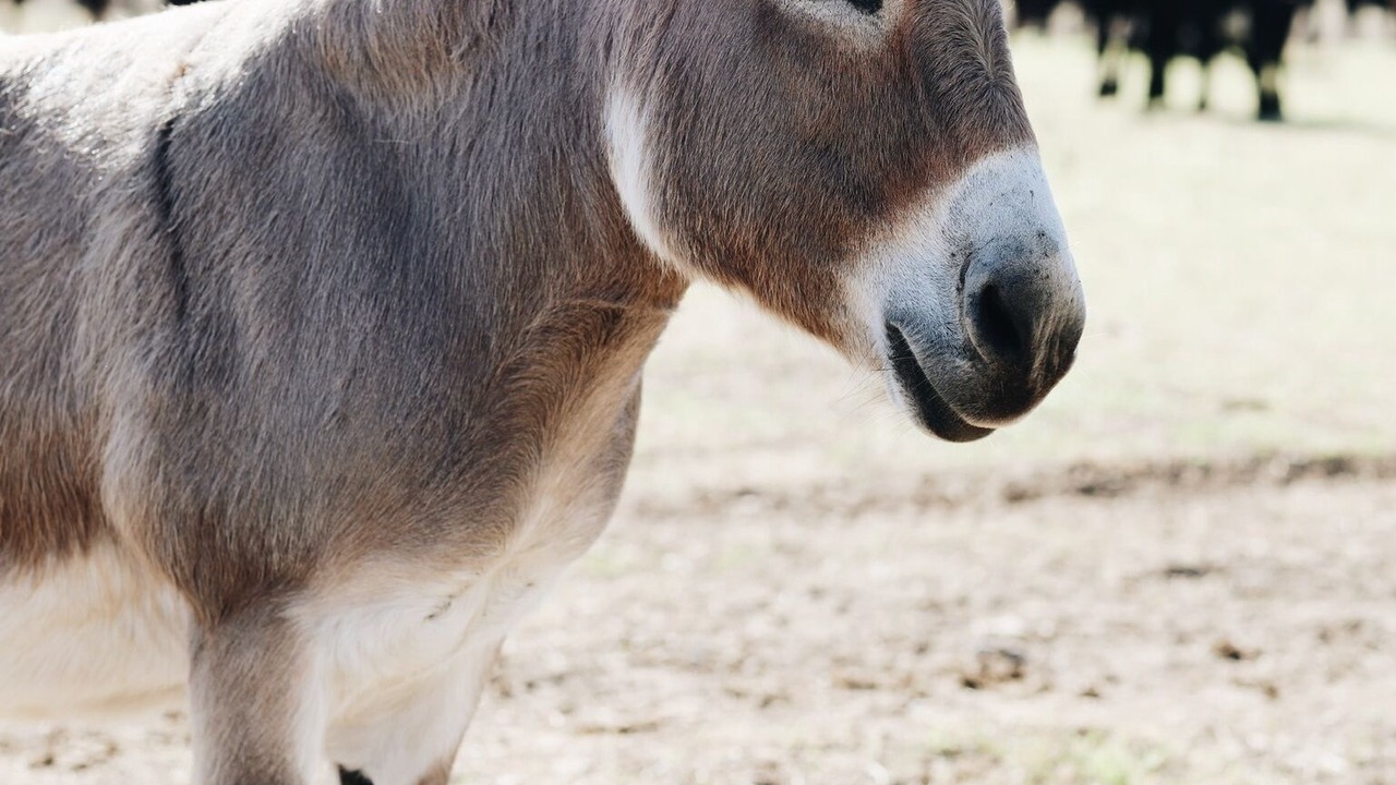 Photo of Others in Waco