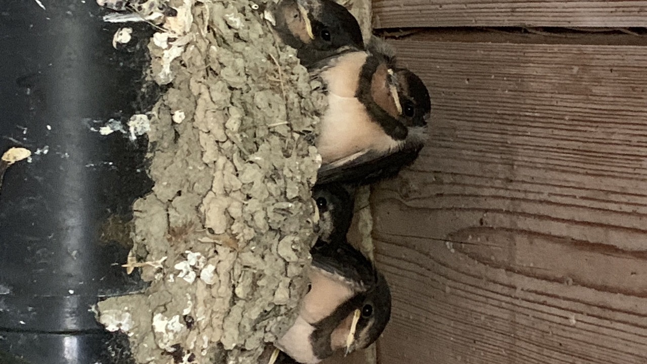 Photo of Others in Bethania