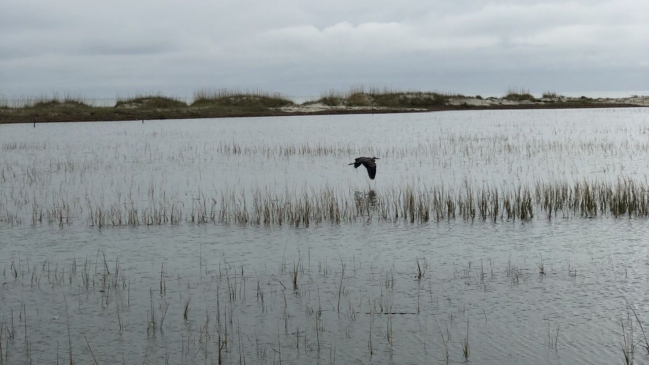 Photo of Others in Murrells Inlet
