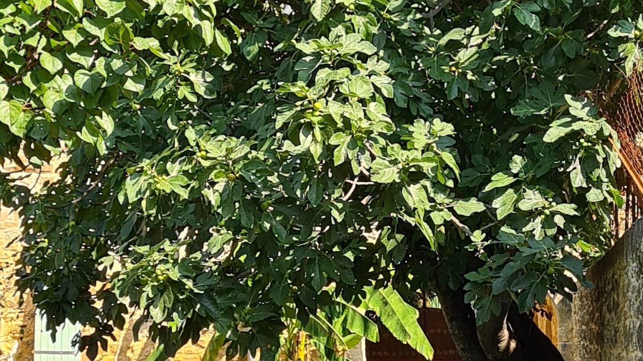 Photo of Outdoor in Sabran