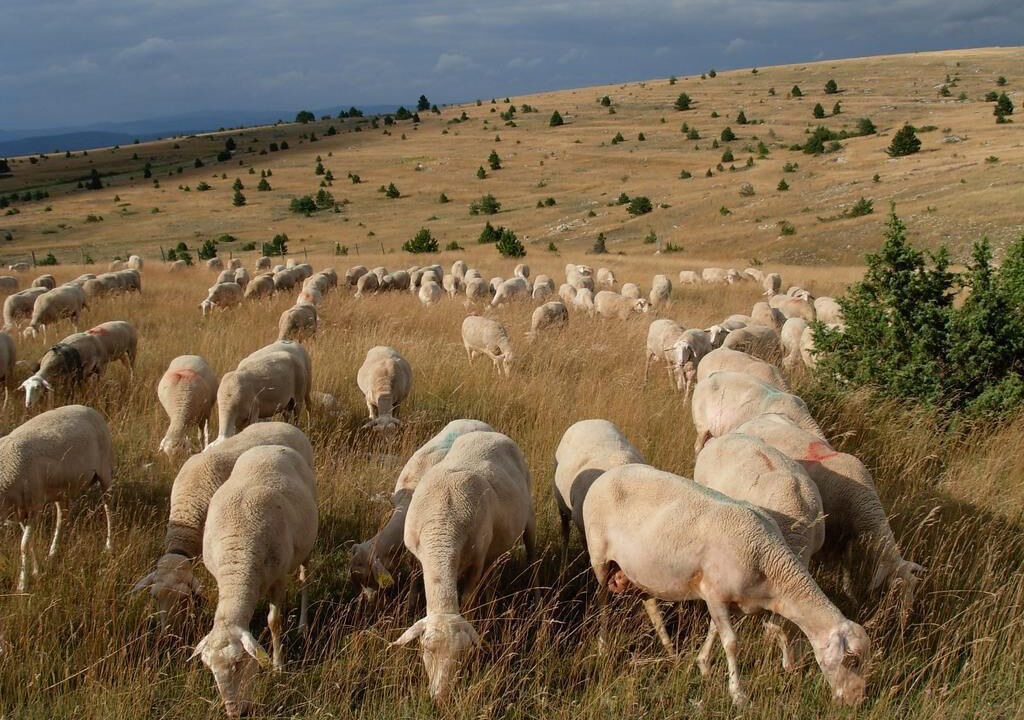 Photo of Others in La Malene