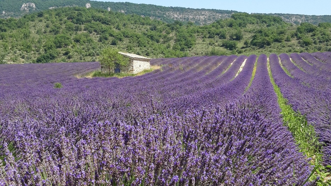 Photo of Others in Chateauneuf-Miravail