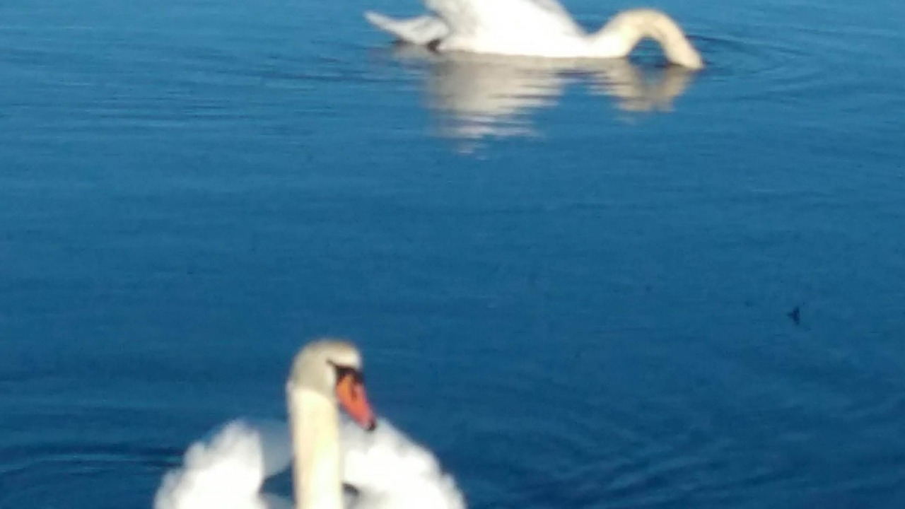 Photo of Others in Ayr