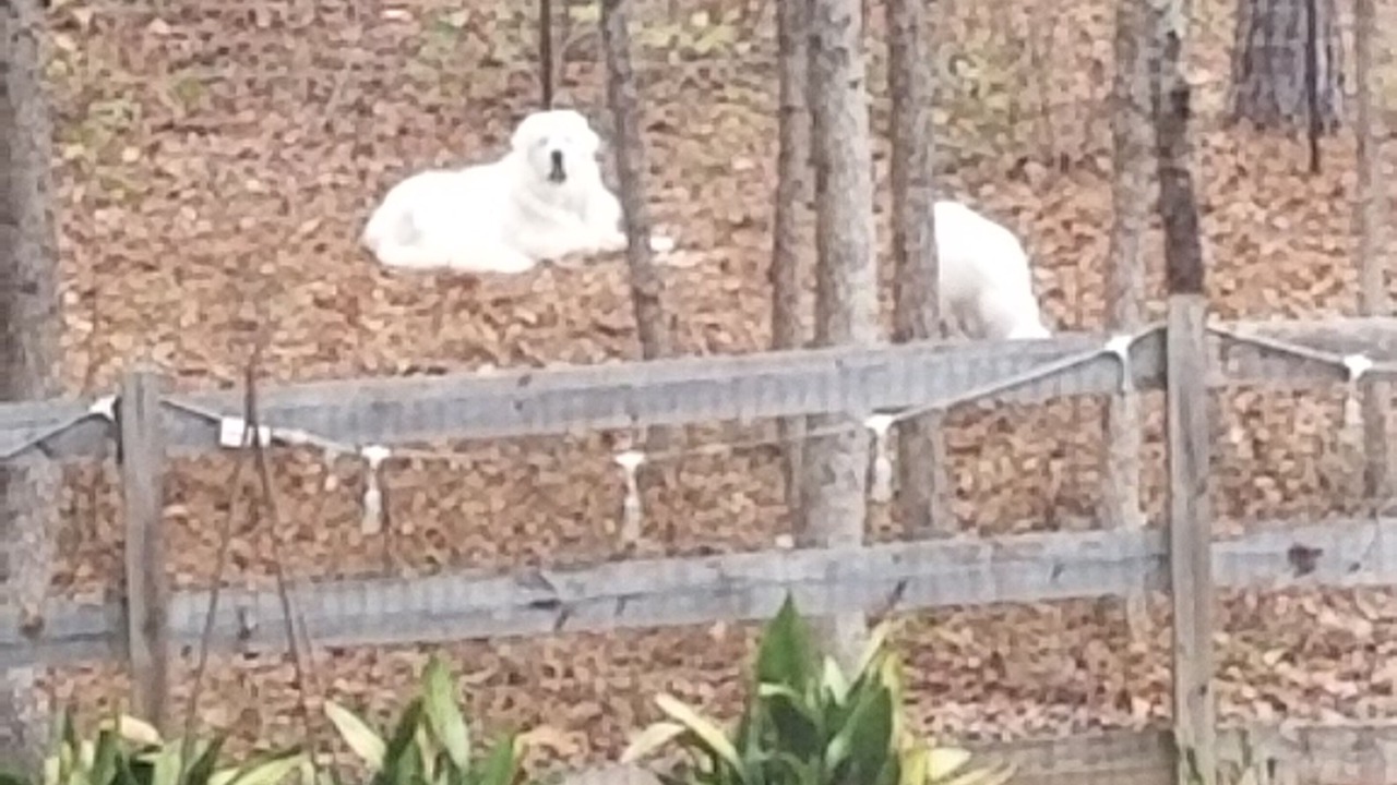 Photo of Outdoor in Rutledge