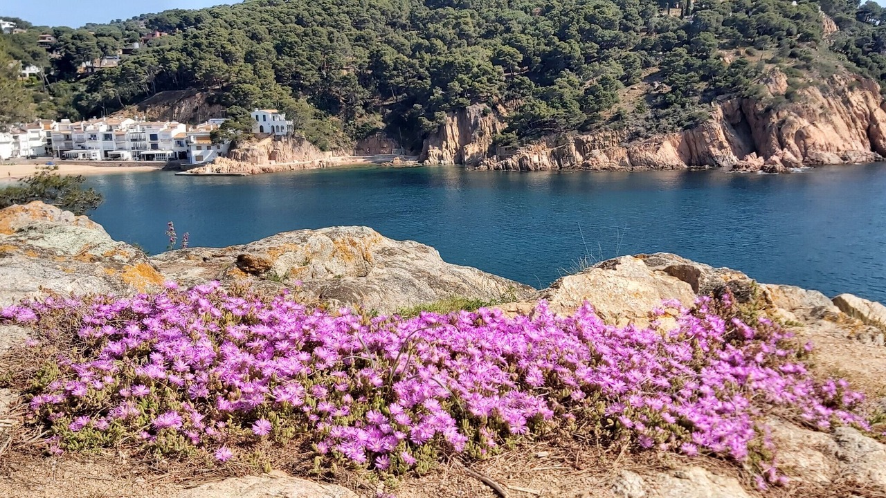 Photo of Others in Tamariu