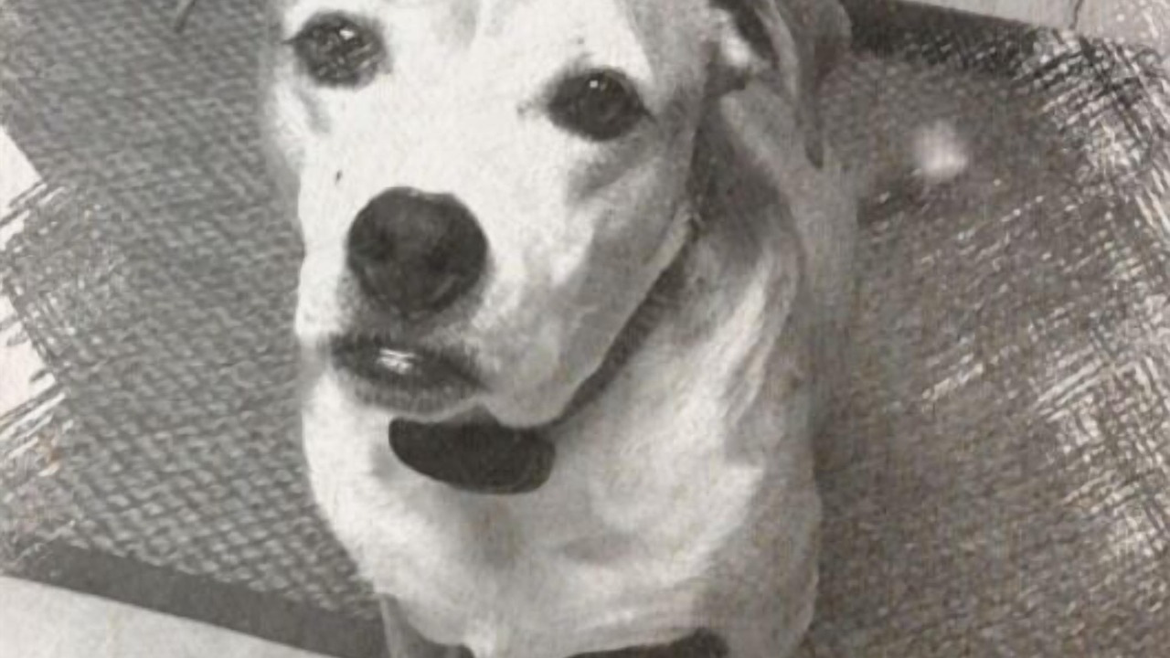 Photo of Others in Longmeadow