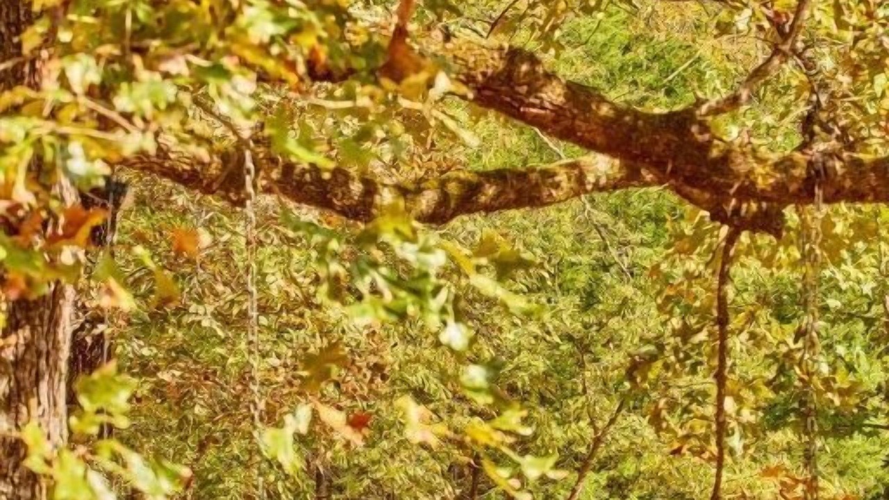 Photo of Others in Van Zandt County