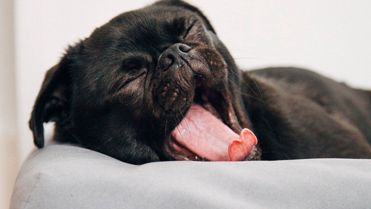 Photo of Others in Malua Bay