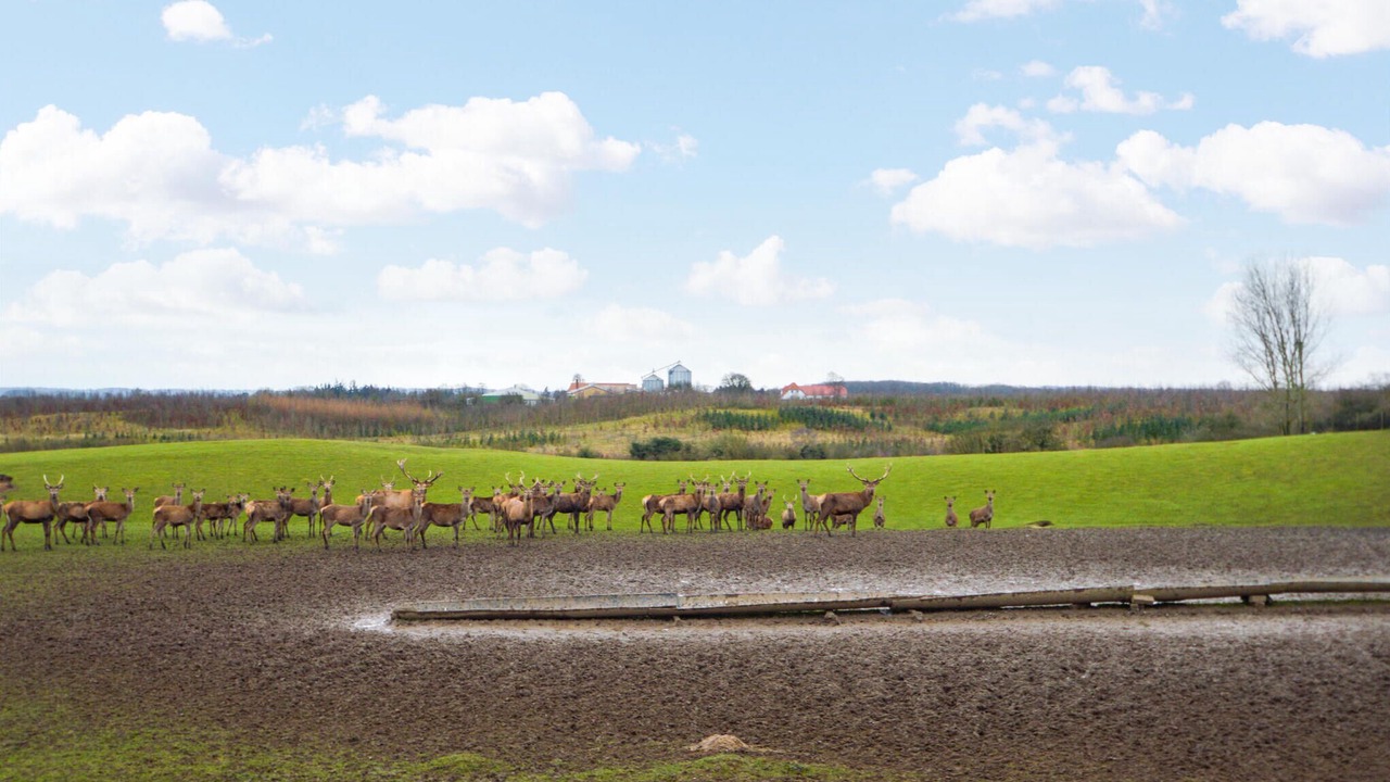 Photo of Others in Fynshav