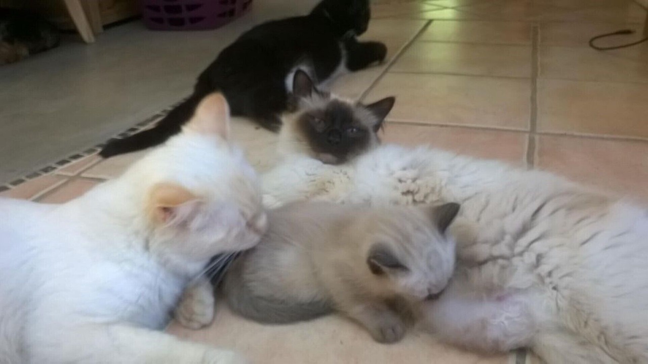 Photo of Others in Lussas