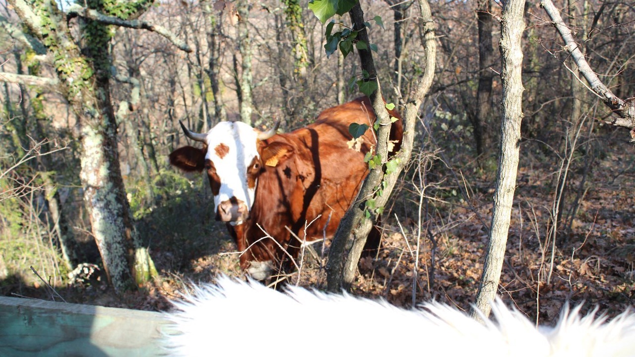 Photo of Outdoor in Lussas